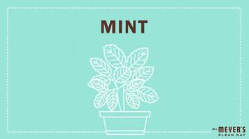 Mrs. Meyer's Garden-Inspired Scents: Mint