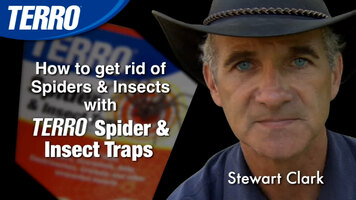 Get Rid of Spiders with TERRO Spider and Insect Trap