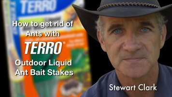 Kill Ants with TERRO Outdoor Liquid Ant Bait Stakes