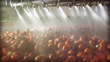 Escalon: Escalon’s Process Yields a Better Tomato
