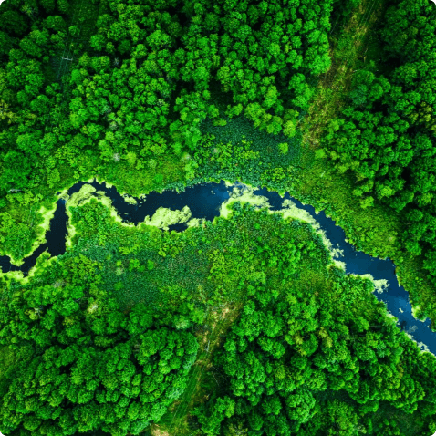 Trees and a river