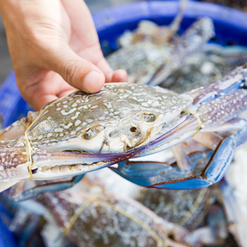 Hand holding frozen blue crab with tub of crab in background