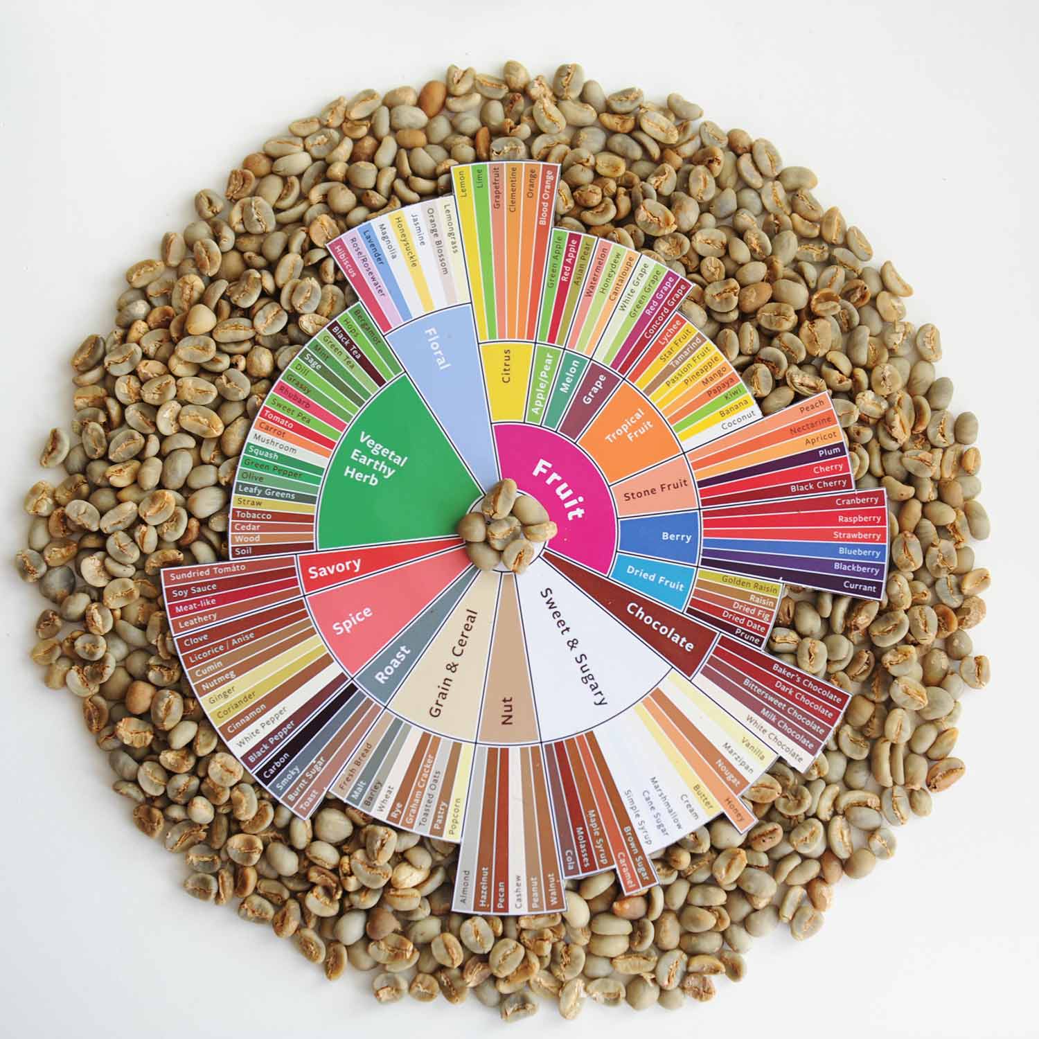 A coffee flavor wheel showing different flavors and tastes on a bed of coffee beans.