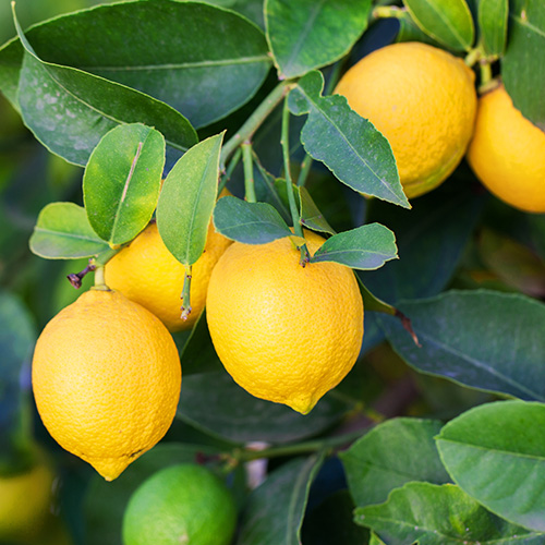 Lemons on a Tree