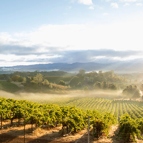 California Vineyard