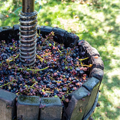 Grapes in a Barrel