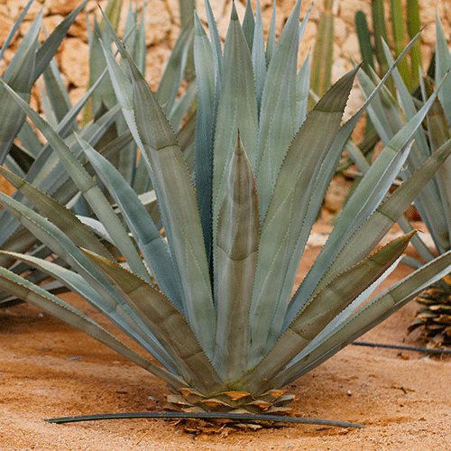 tequila agave growing in egypt