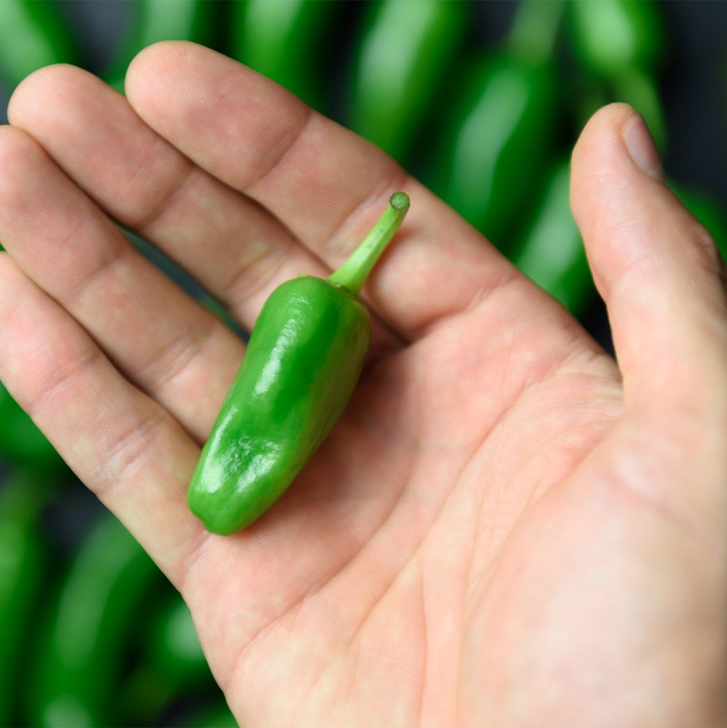 gloveless hand holding a green jalapeno pepper