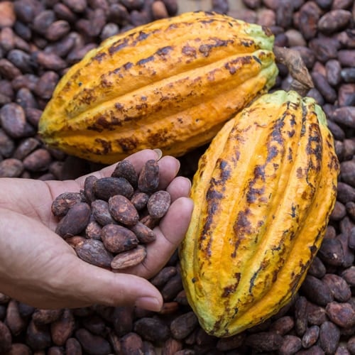 Difference Between Cocoa and Cacao
