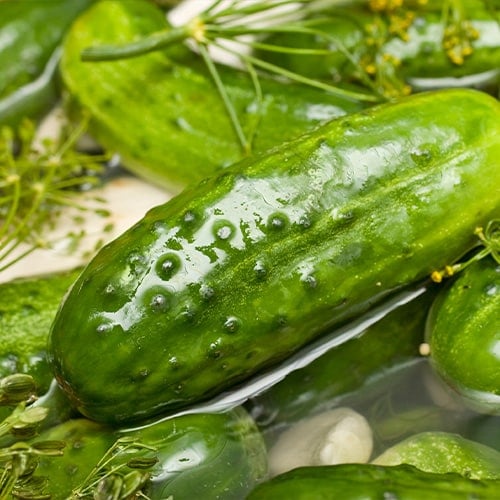 homemade fresh dill pickle