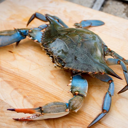 Live Blue Crab on wooden table