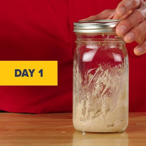 Visual of a sourdough starter on day 1