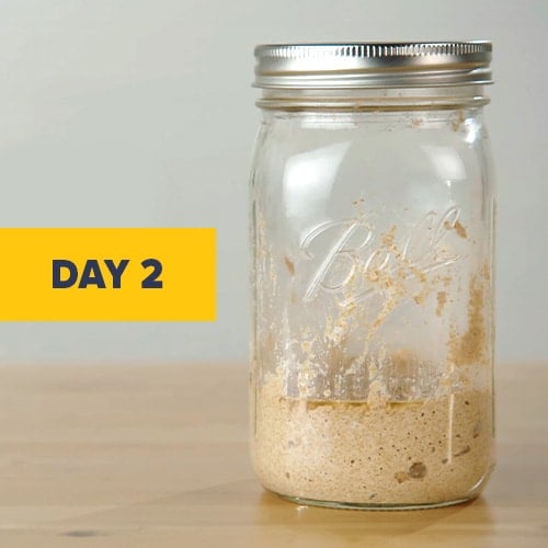 Visual of a sourdough starter on day 2