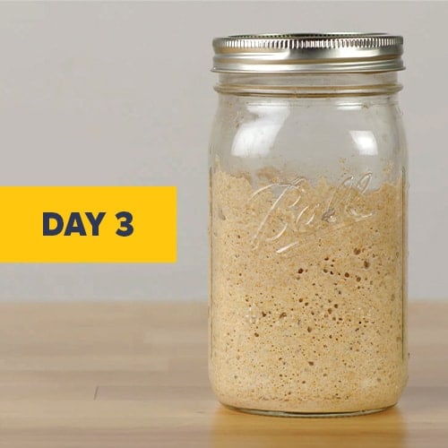 Visual of a sourdough starter on day 3
