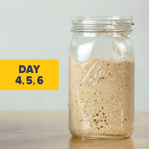 Visual of a sourdough starter on day 4, 5, and 6