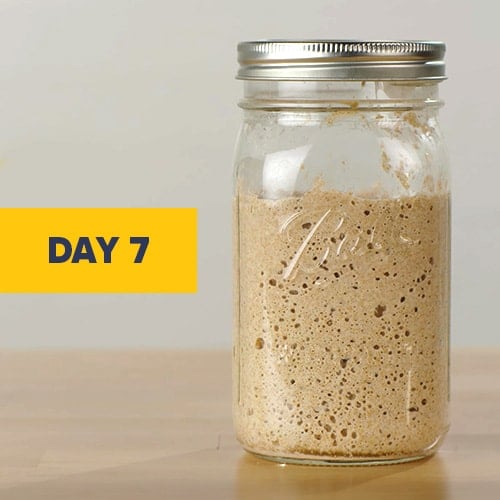Visual of a sourdough starter on day 7