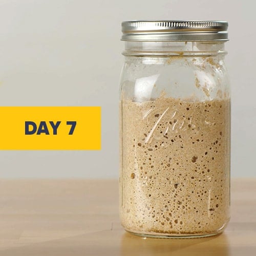 The Best Containers for Sourdough Starter of 2023