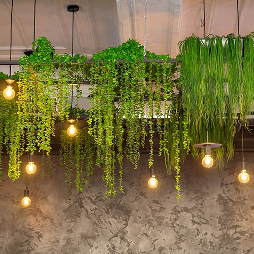 ceiling of a restaurant with hanging plants and lights