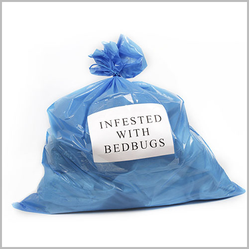 Infested with bedbugs, blue garbage bag, have an action plan