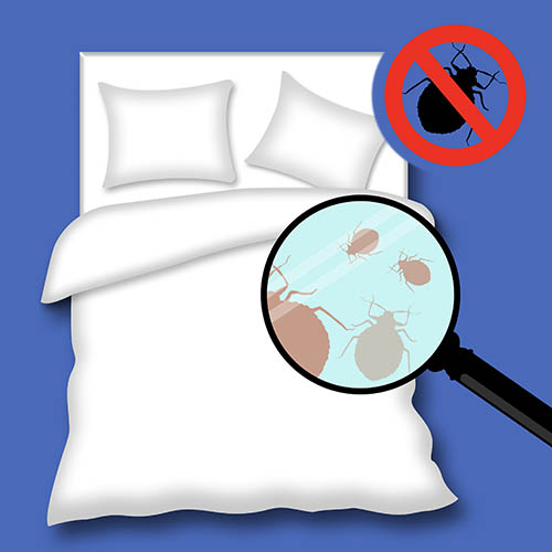 Bed bug on a bed illustration, Implement a Traveler Awareness Program