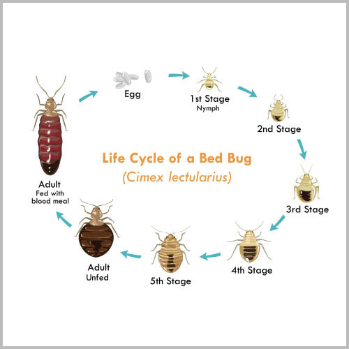 Bed Bug Life Cycle Vector Illustration, What are bed bugs?