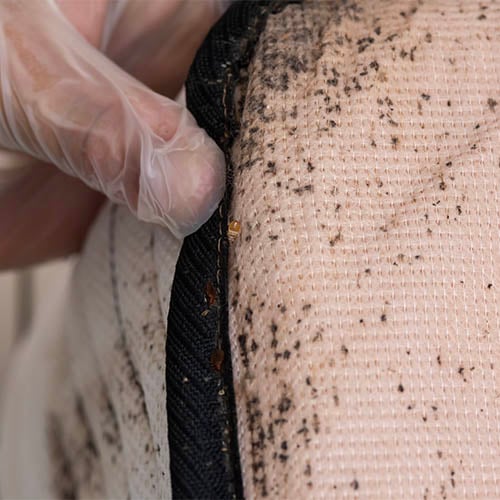 Bed bug on mattress, What Do Bed Bugs Look Like on a Mattress?