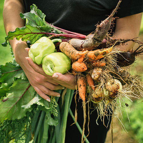 sustainably sourced vegetables