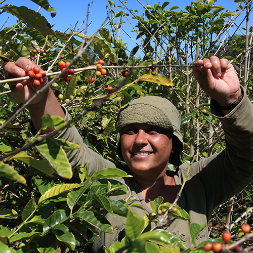 farmer picking coffee berries off a plant
