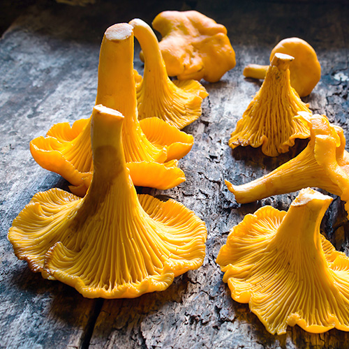 Fresh chanterelles mushrooms on wooden table