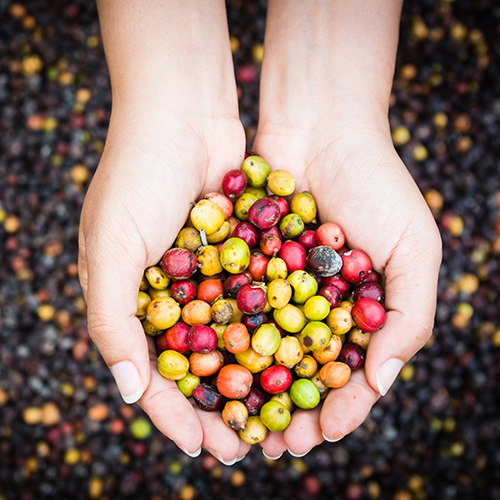 multi-colored coffee berries in hands