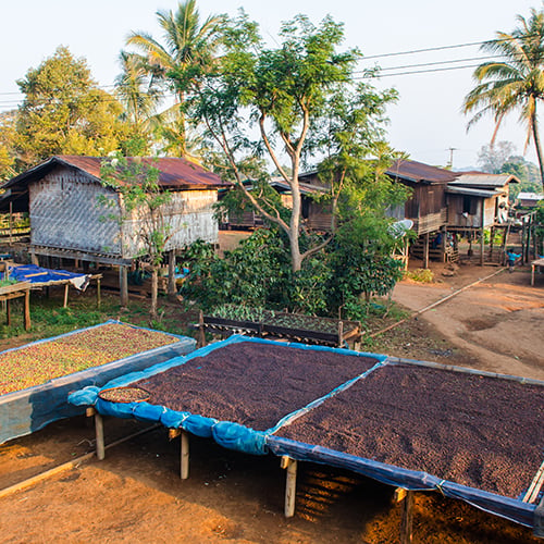 coffee beans and berries drying out on a farm