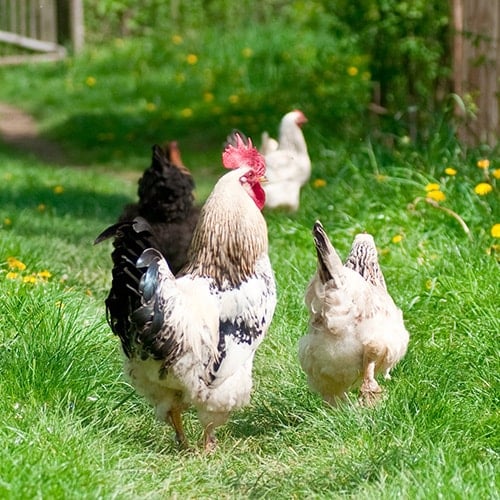 Chickens grazing in a field