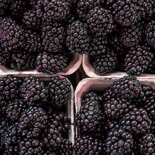 Containers filled with blackberries