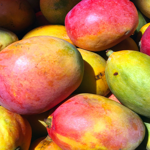 A pile of colorful mangoes