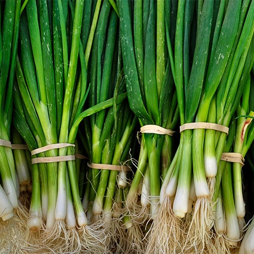 A large quantity of green onions bundled into separate groups with rubber bands