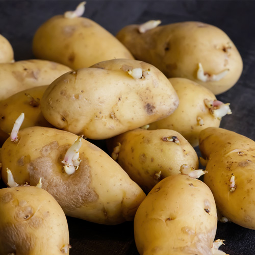 Sprouted potatoes, macro shot of seed potatoes with sprouts close up