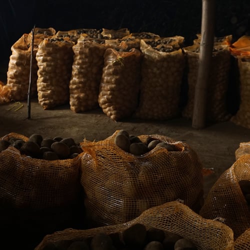 Harvested potatoes in sacks stored in the warehouse