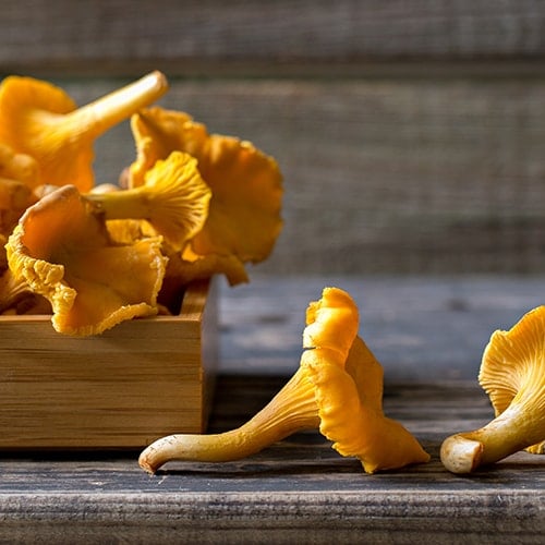 fresh chanterelle mushrooms on rustic table