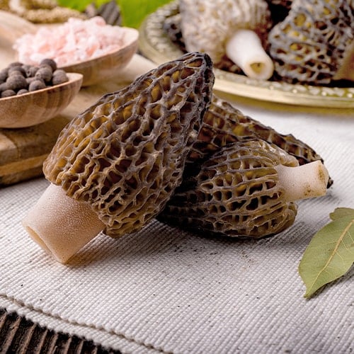 fresh morchella conica seasonal mushrooms on a tablecloth with herbs and spices