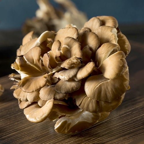 raw organic maitake mushrooms on a table in a room with a blue wall