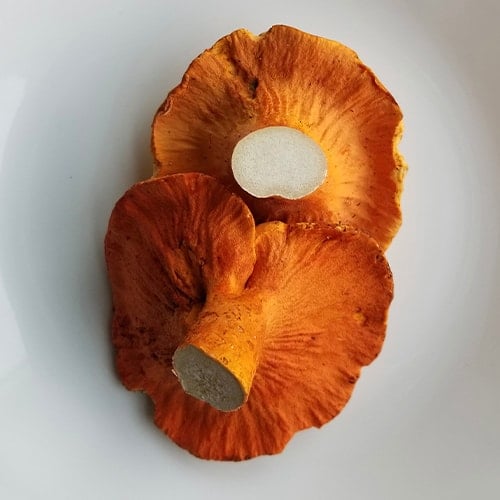 vibrant lobster mushrooms on a bright white plate