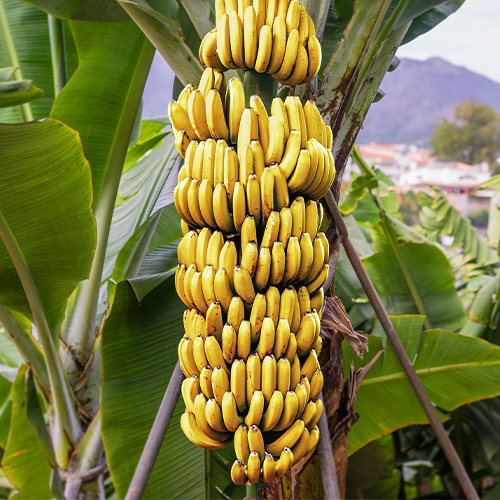 Bananas growing on a tree