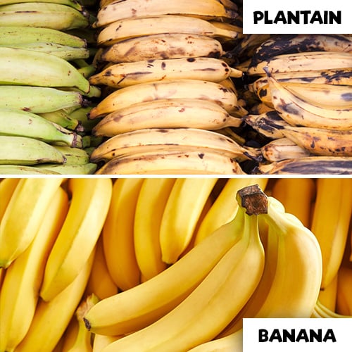 Labeled images of plantains and bananas for visual comparison