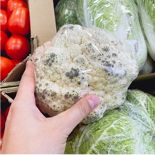 What causes mold on food