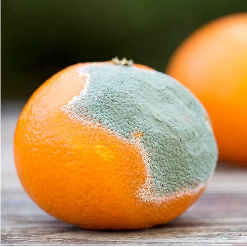 How fast does mold grow on food
