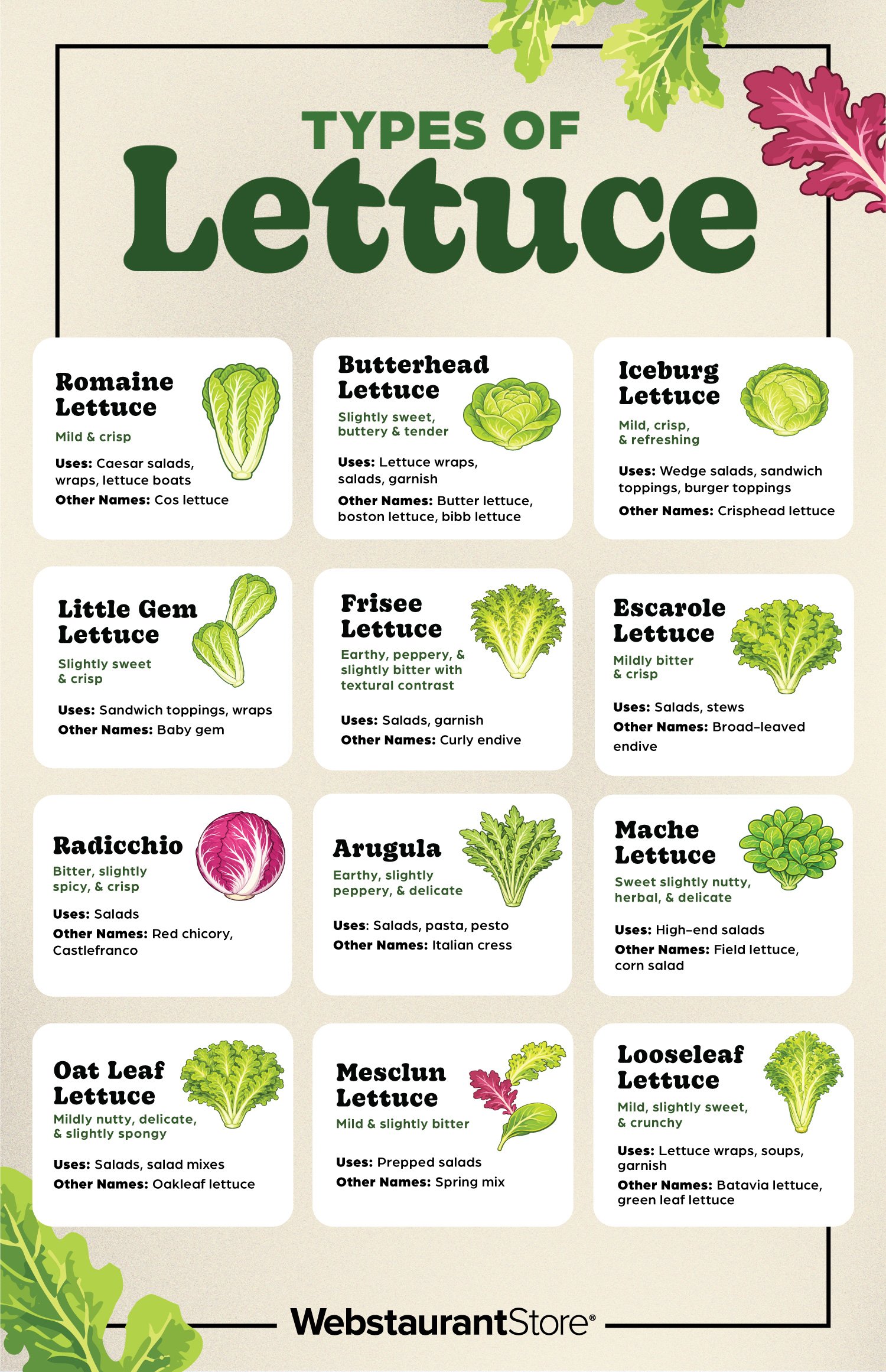 Types of Lettuce Infographic