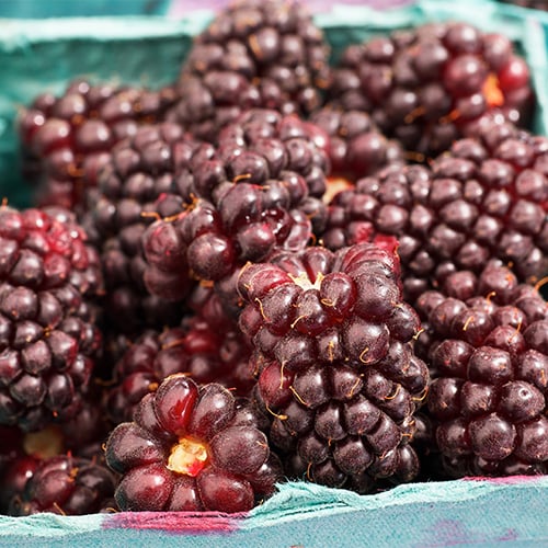 boysenberries in a bowl