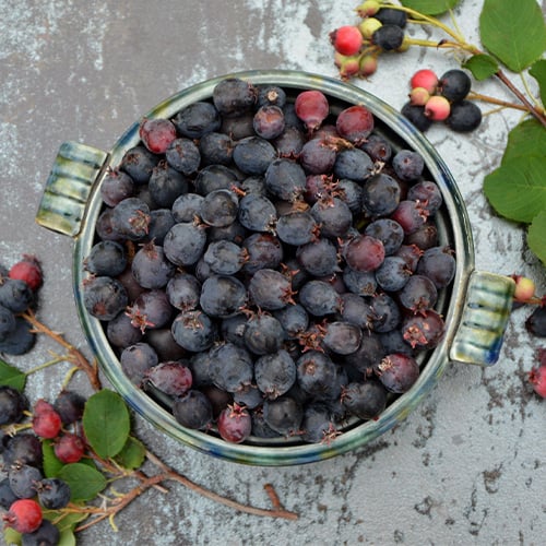 saskatoonberries in a bowl