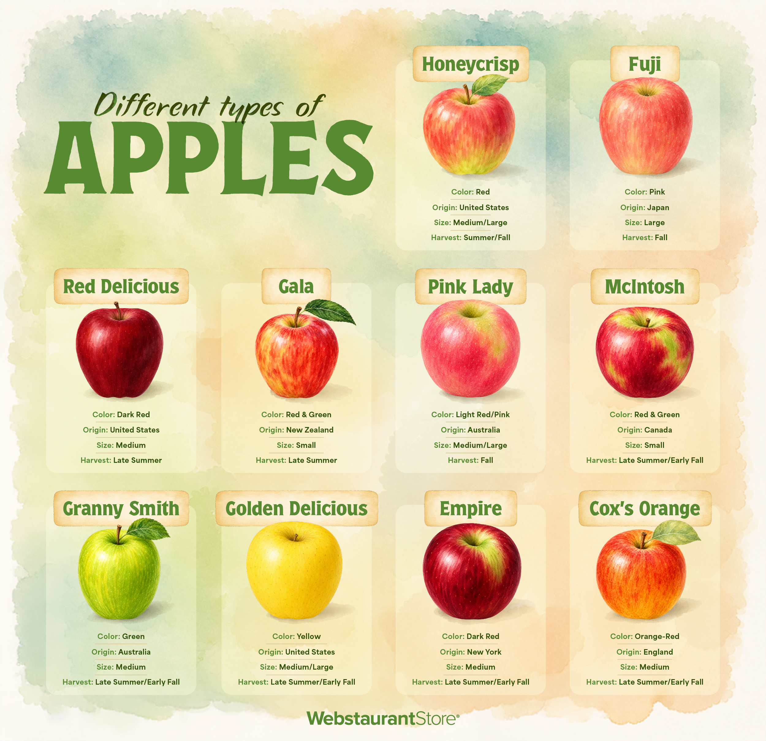 Different Types of Apples Infographic