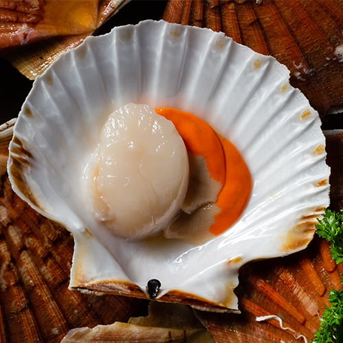 What Are Scallops? Types, Origins, Sizes, Seasons, & More